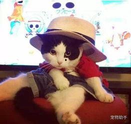 娱乐吃瓜少女喵